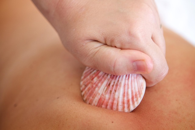 Free Shells Massage photo and picture