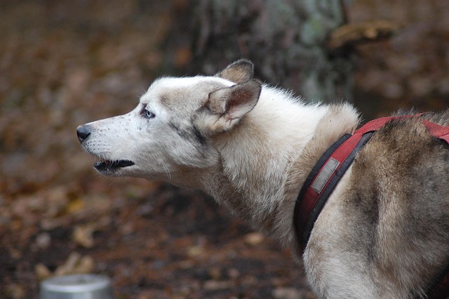 Free Dog Training photo and picture