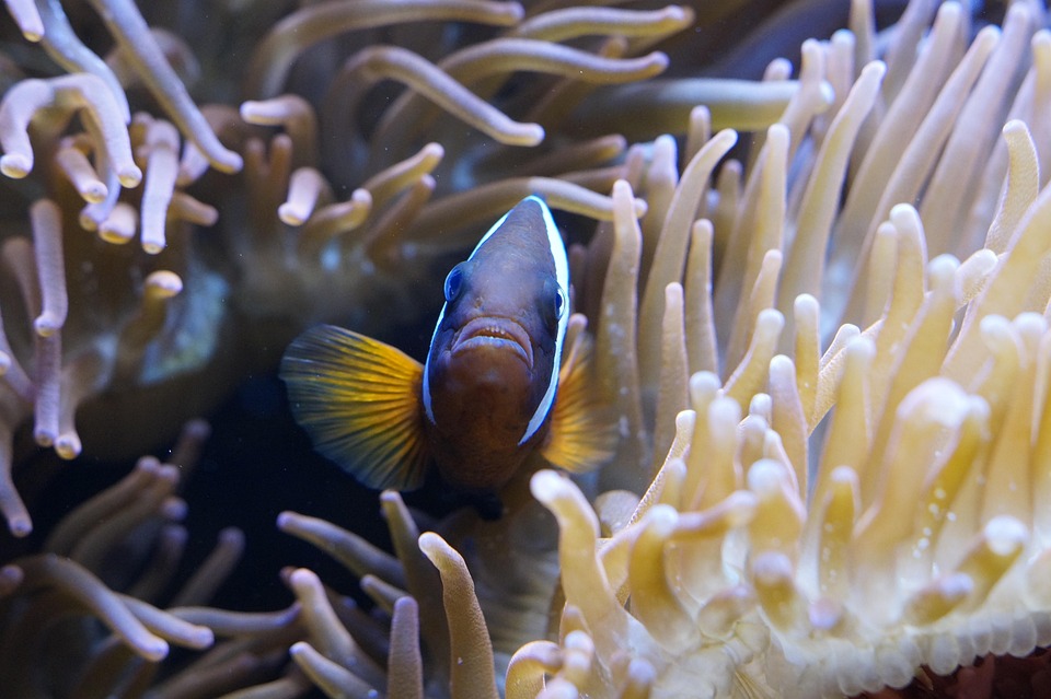 anemoni-di-mare-mondo-foto-gratis-su-pixabay-pixabay
