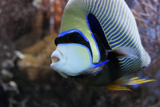 imperator angelfish, angelfish, fish, aquarium, aquatic life, underwater world, salt water, sea animal, underwater, sea creatures, to dye, under water, exotic, head, drawing, fish mouth, retired, animal, water, pomacanthus imperator, template, reef dwellers, close up, sea, swim, ocean, reef, south seas, caribbean, aquaristic, coral reef, angelfish, angelfish, angelfish, angelfish, angelfish