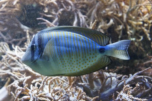 Aquaristik gmbh kaufen hamburg gesellschaft kaufen berlin GmbH Aquaristik firma kaufen gesellschaft kaufen berlin