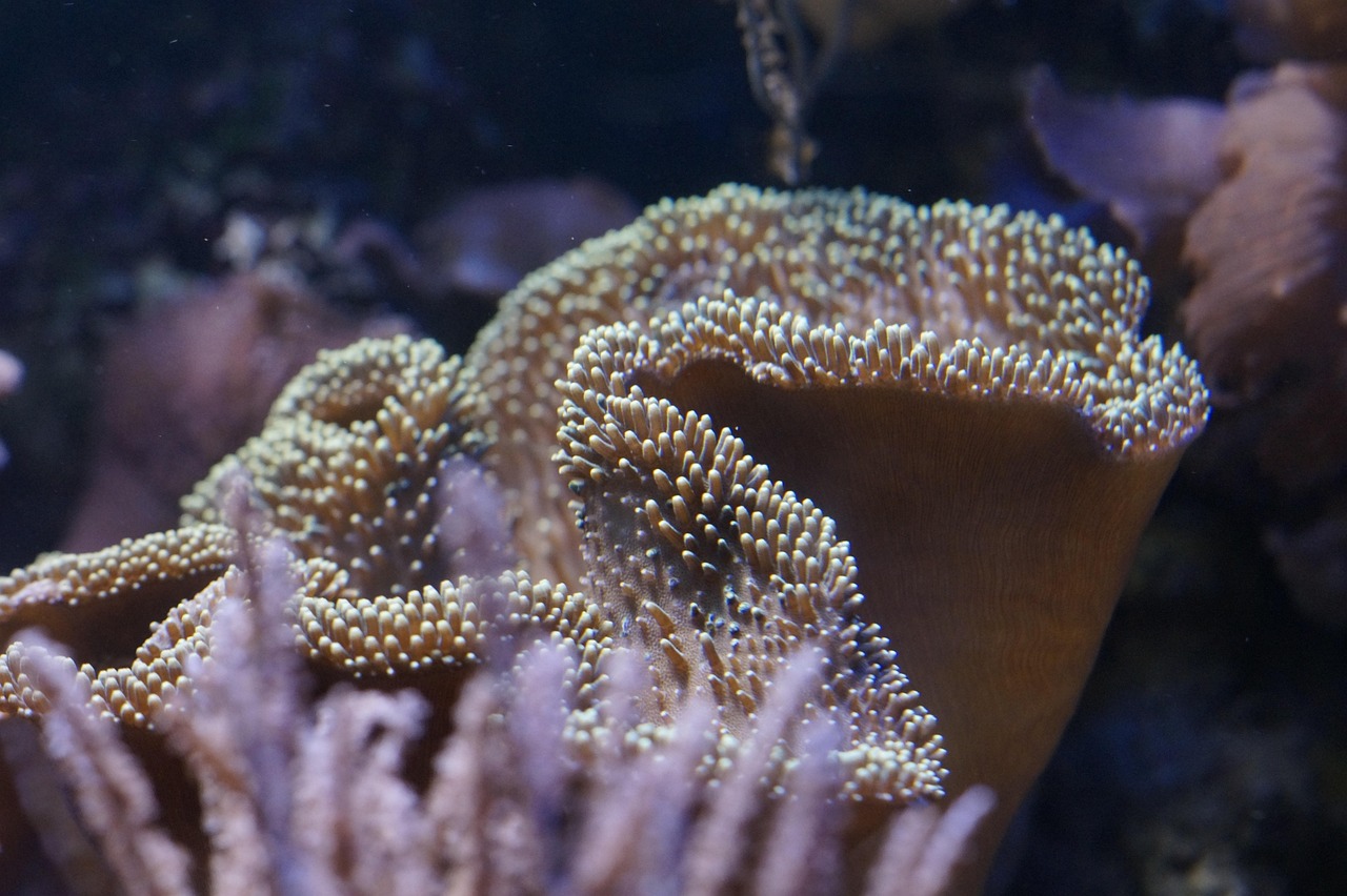 Coral - free online jigsaw puzzle photo