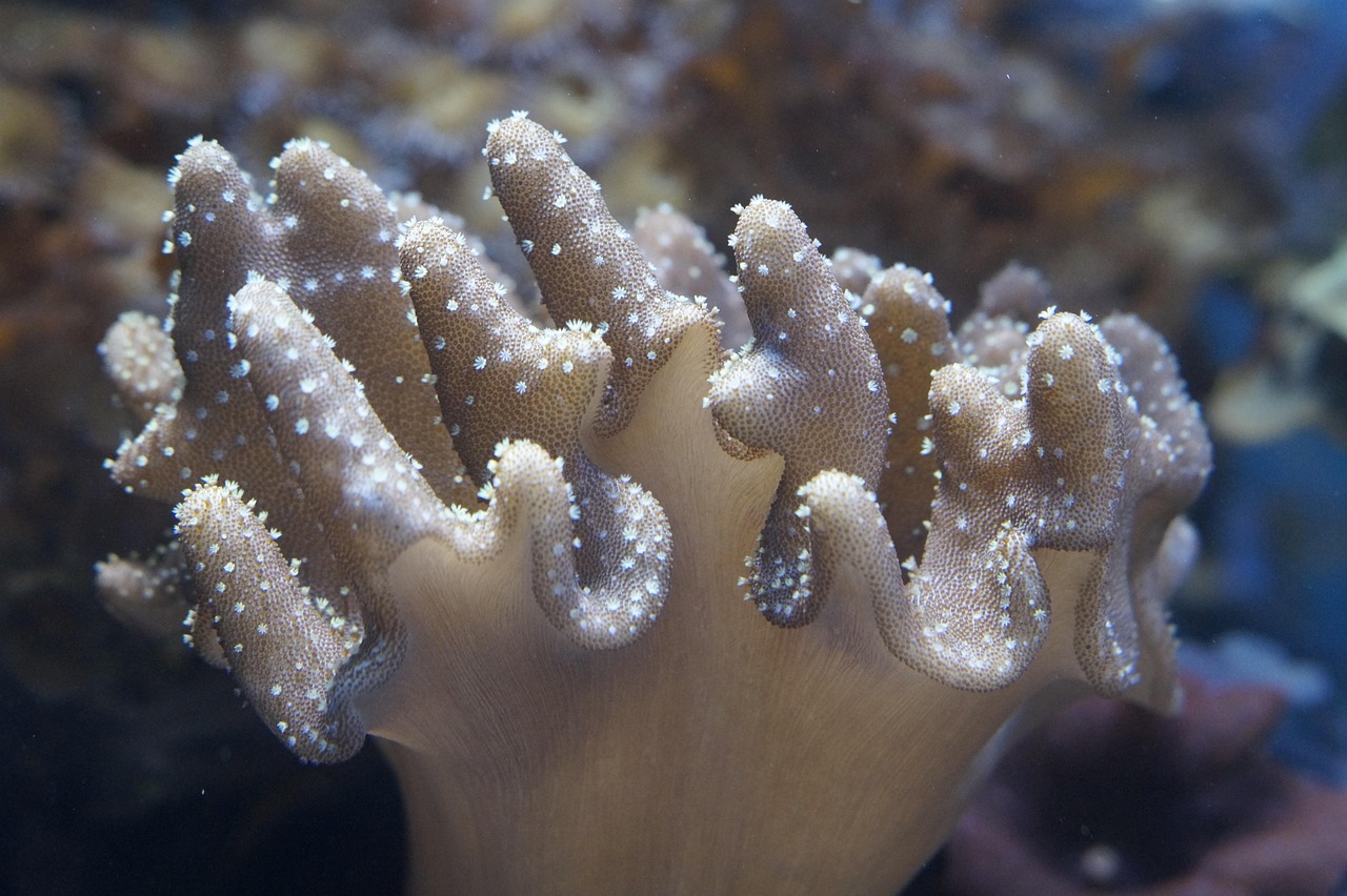 Coral - free online jigsaw puzzle photo