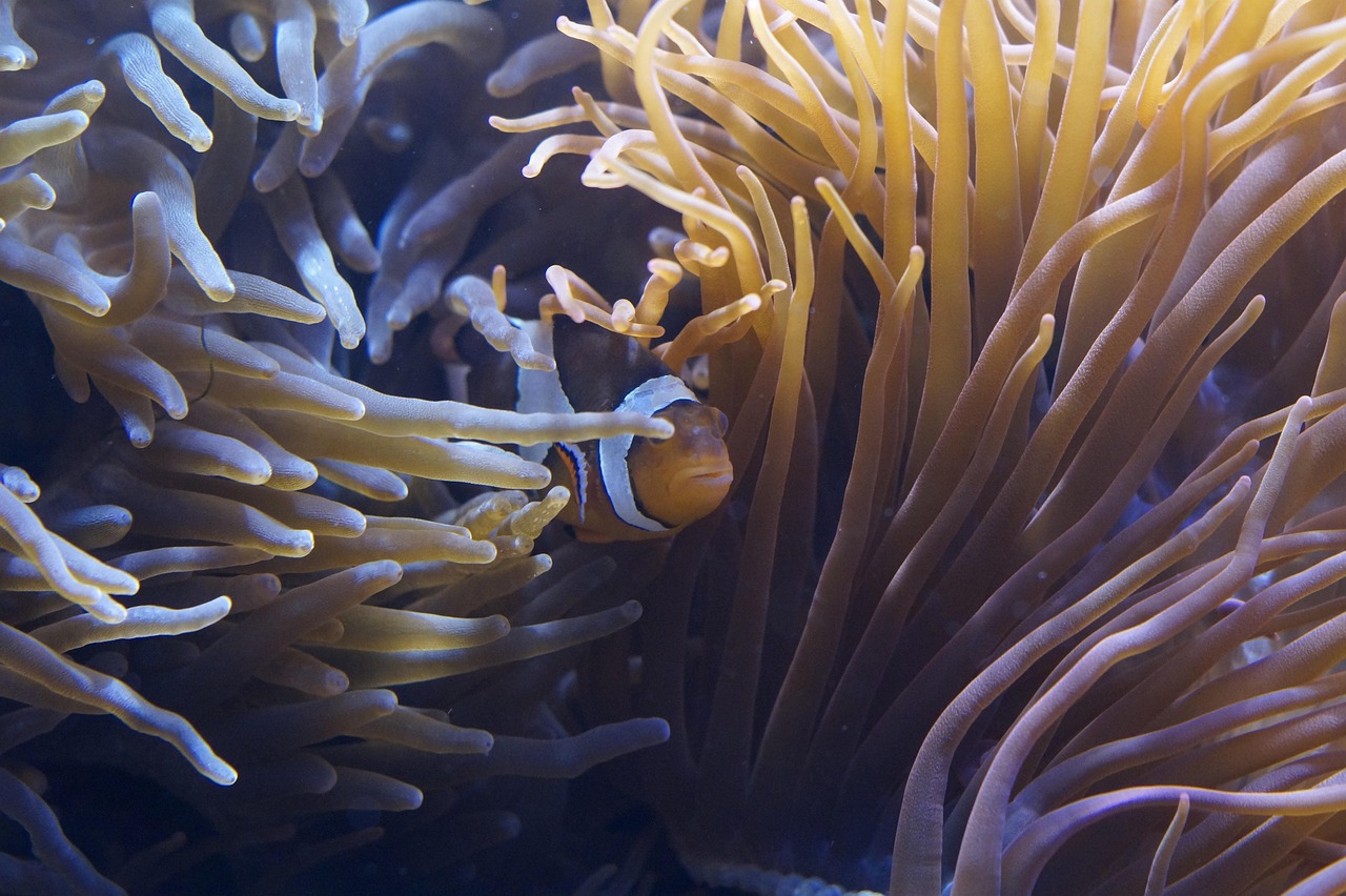 Anemones - free online jigsaw puzzle photo