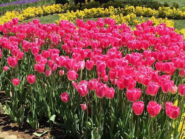 Free Tulips Flowers photo and picture