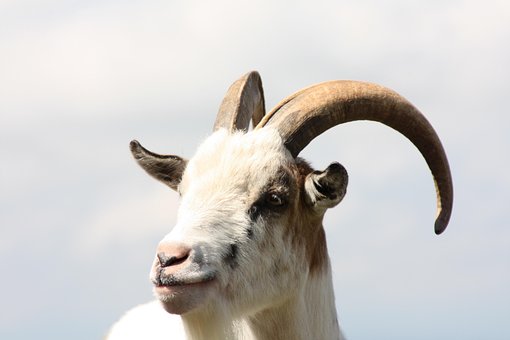 Free Billy Goat Aries photo and picture