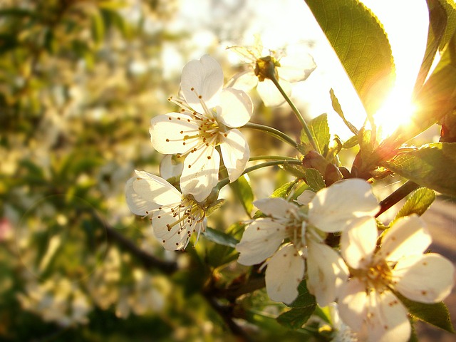 Blomster, Forår, Natur, Smuk