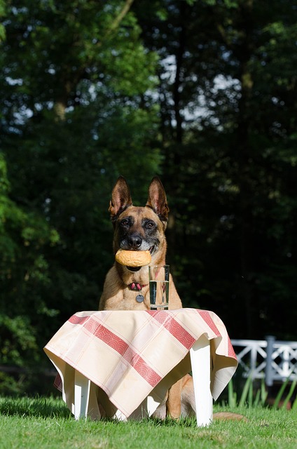 Free Malinois Belgian Shepherd Dog photo and picture