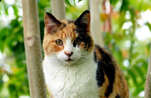 calico cat images pixabay