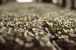 vegetable plot, vegetable, sprout
