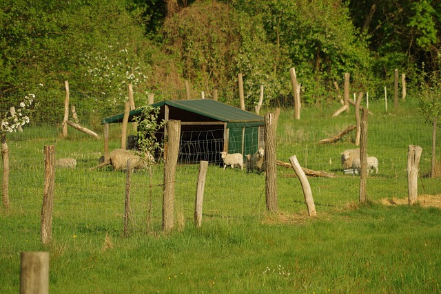Free Sheep Lamb photo and picture