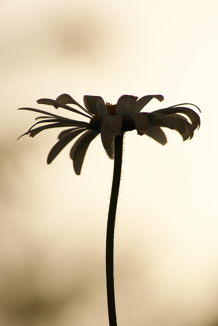 Margarita, Flores, Blanco, Horizonte