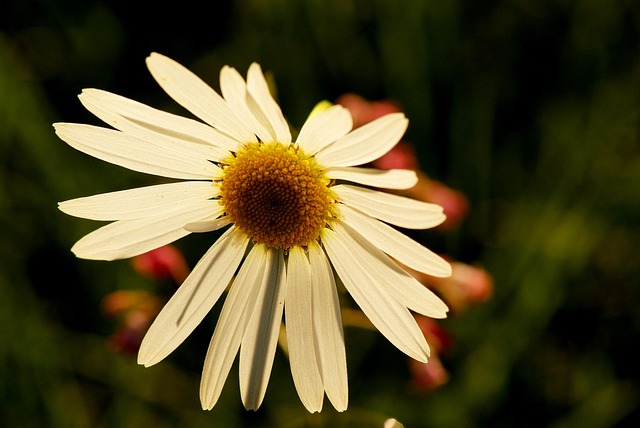 Margaritas, Flores Blancas, Estambre
