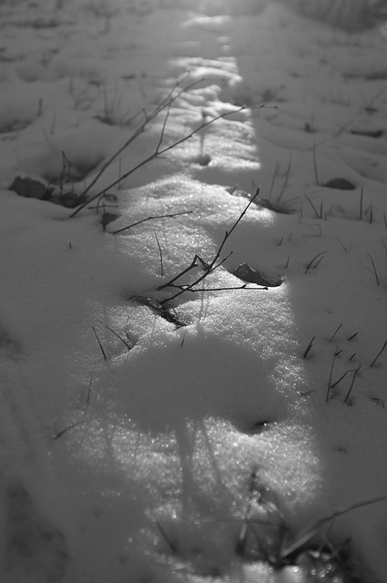 Sne, Vinter, Sort Og Hvid, Skygge