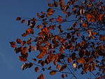 leaves, red, autumn