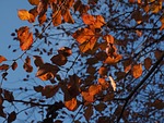wild plum, leaves, red