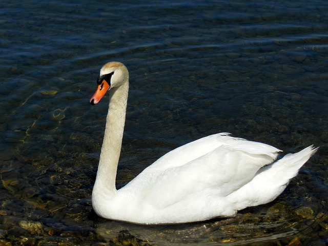 Free Swan Lake Constance photo and picture