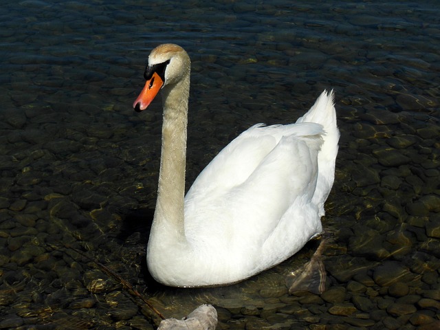 Free Swan Lake Constance photo and picture