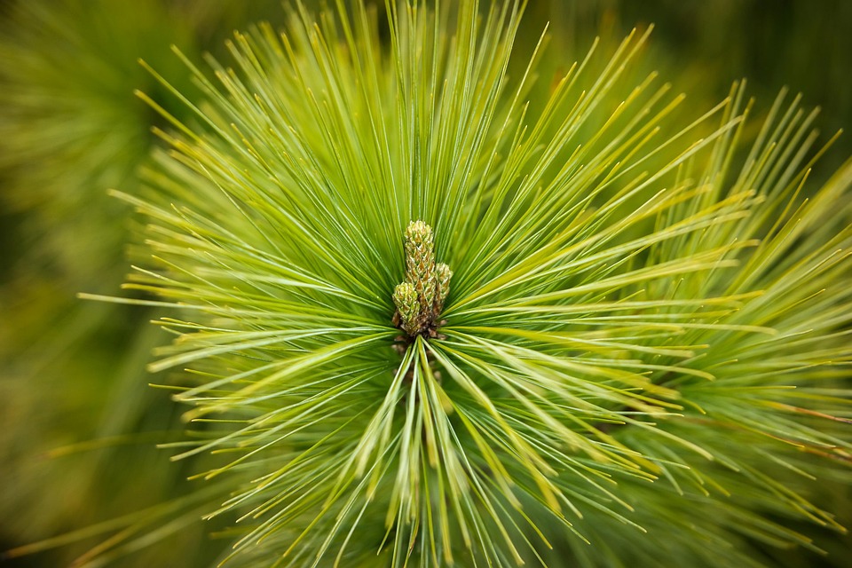 Pine Needles Forest · Free photo on Pixabay