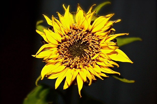 Free Sunflower Flower photo and picture