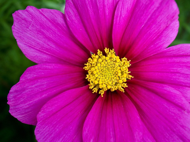 Free Blossom Bloom photo and picture