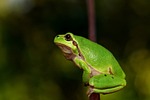 hyla meridionalis, the frog, amphibians