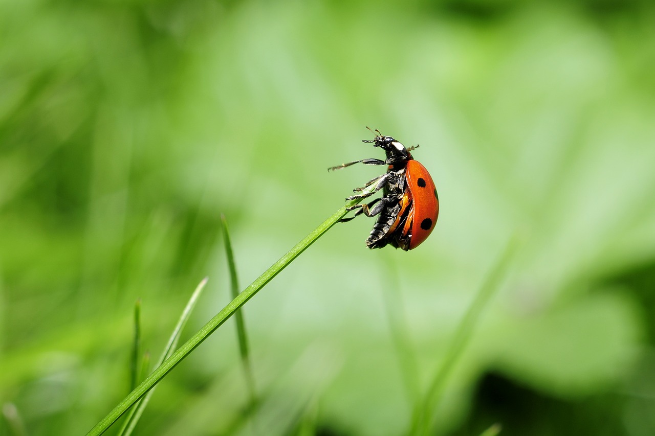 60 000 Free Closeup Of Ladybug Ladybug Images Pixabay