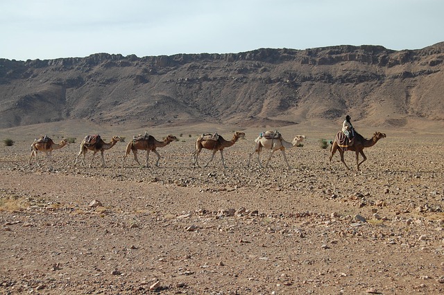 Free Camels Caravan photo and picture