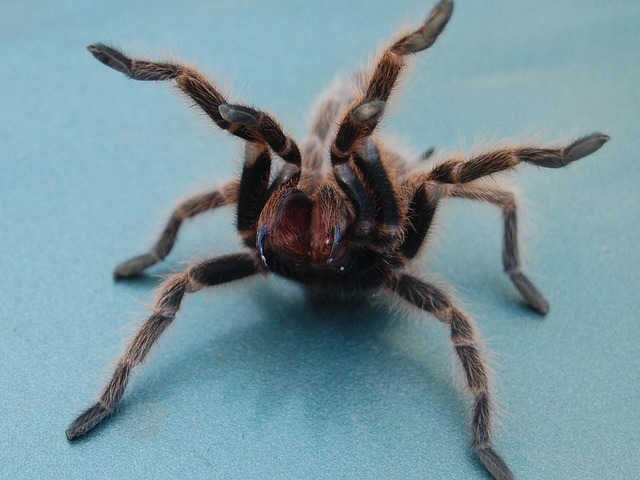 Free Tarantula Spider photo and picture