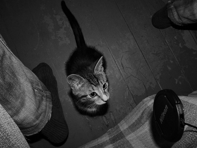 Gatito, Juego, Mascotas