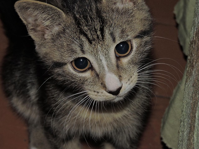 Gatito, Hermosa, Pequeño