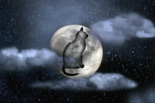 Gato, Luna, Noche