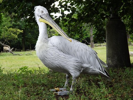 Pájaro, Naturaleza, Aves, Animal