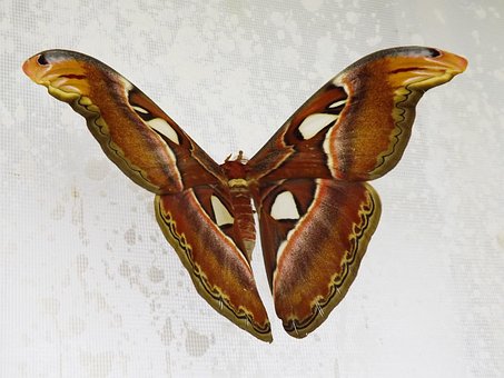 Mariposa, Atlas De Attacus, Noche