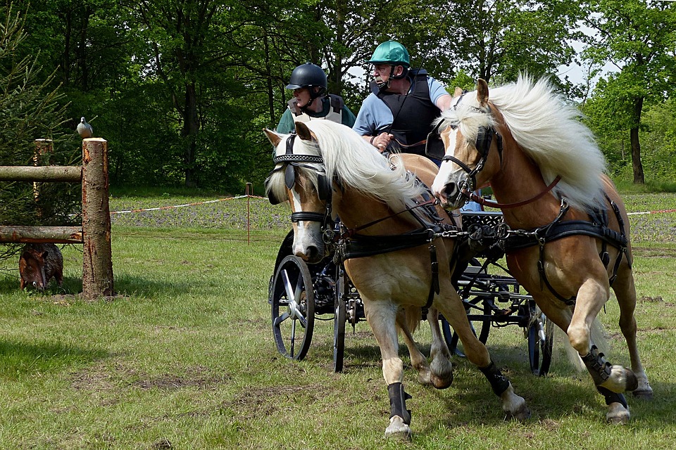 horse and carriage belt coach