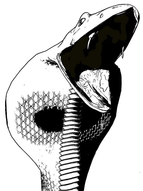 Free cobra line snakehead illustration