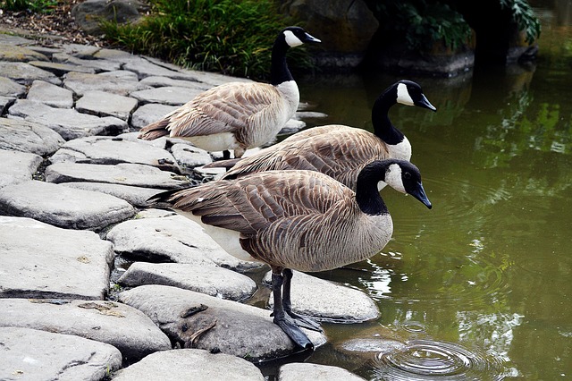 Free Waterfowl Geese photo and picture