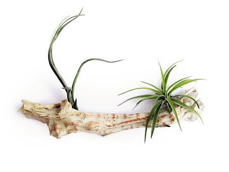 Tillandsia, Luftanlage, Blatt