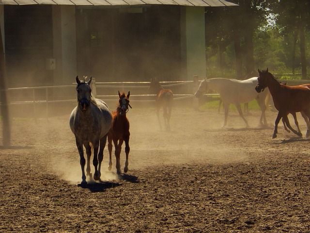 Free Arabian Horse Jan Podlaski photo and picture