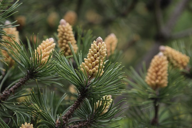Free Jaw Blossom photo and picture