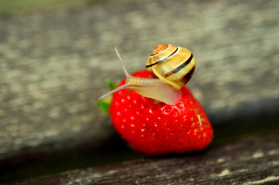 Strawberry Snail Banded - Free photo on Pixabay - Pixabay