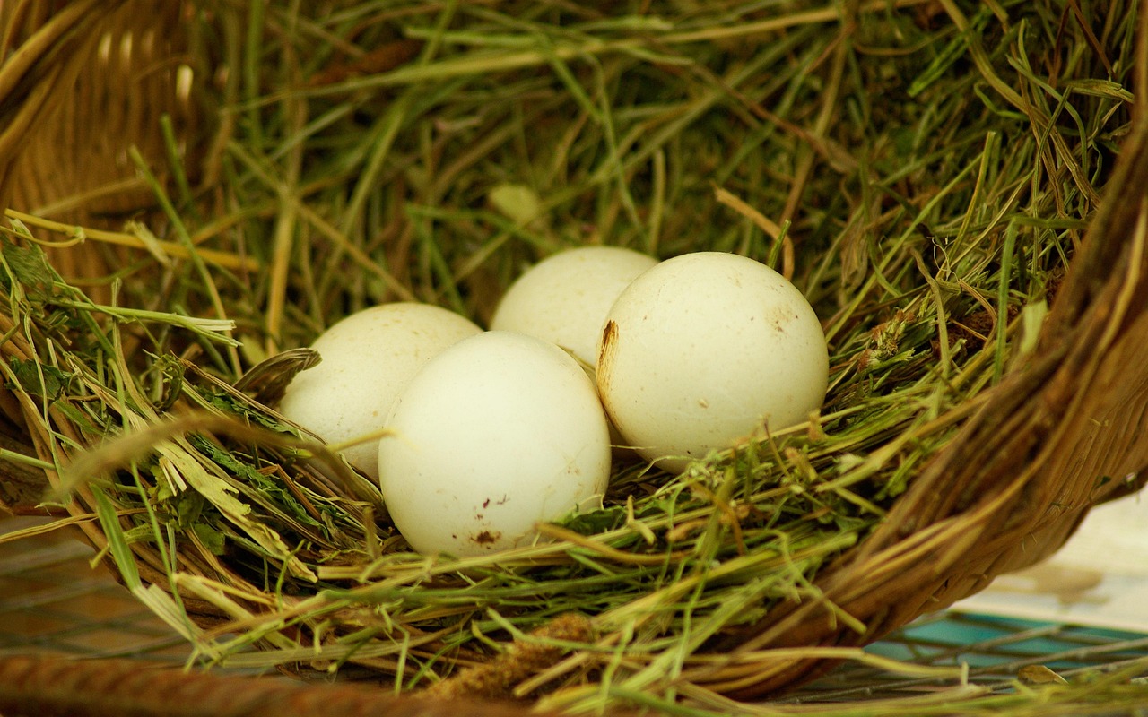 Nest Eggs Straw Free photo on Pixabay Pixabay