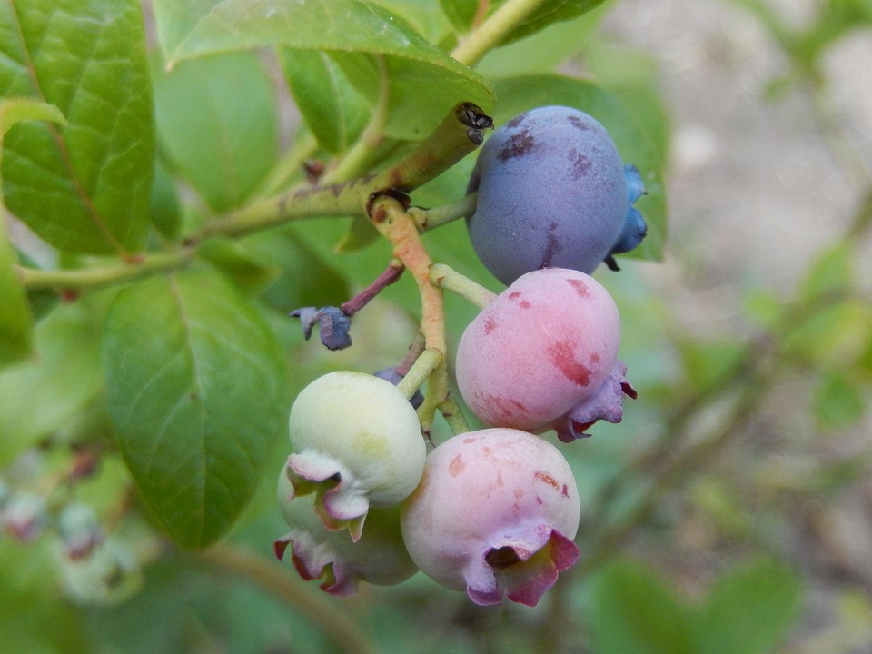 Blaubeeren Garten Kostenloses Foto auf Pixabay