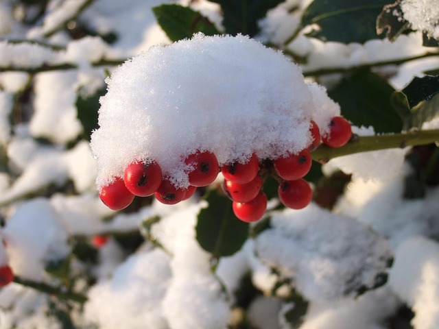 Baies Rouges Hiver Baies Neige Hiver - Photo gratuite sur Pixabay - Pixabay