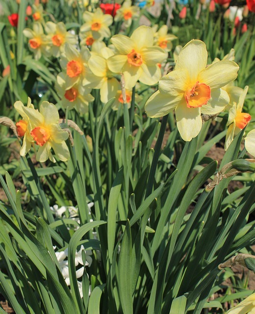 Blomst, Smukke Blomster, Blomst Baggrund