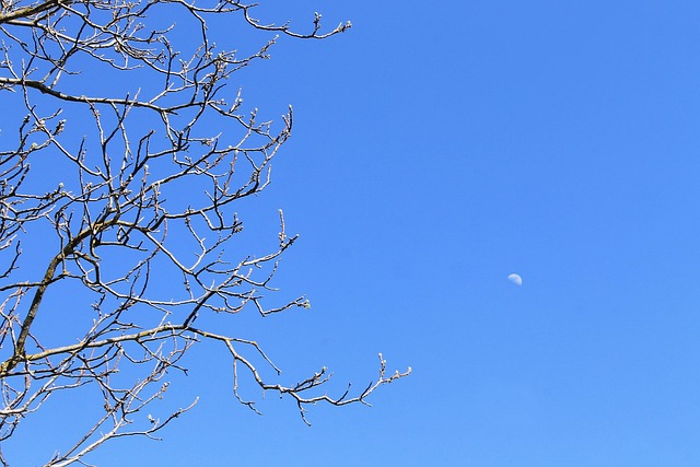 Himmel, Baggrund, Blå, Grene, Træer