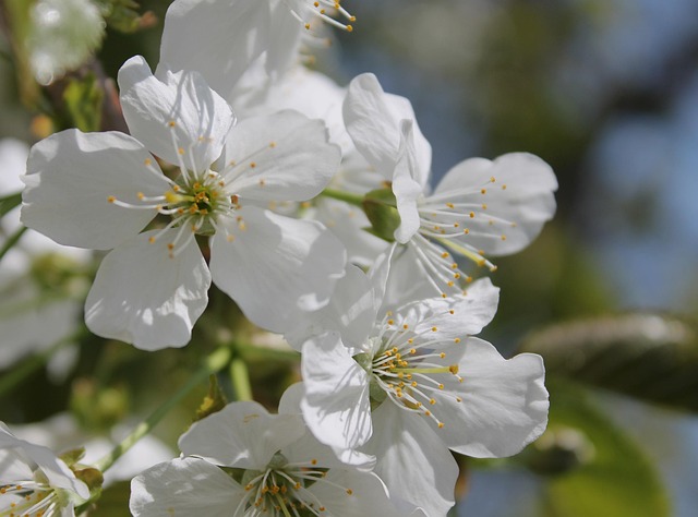 Kirsebær Blomster, Hvid, Blomstre
