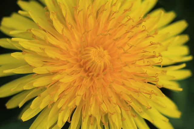 Blomst, Tapet 4K, Smukt Tapet
