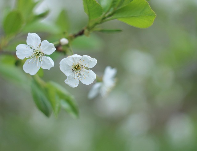 Kirsebær Blomster, Hvid, Gratis Tapet
