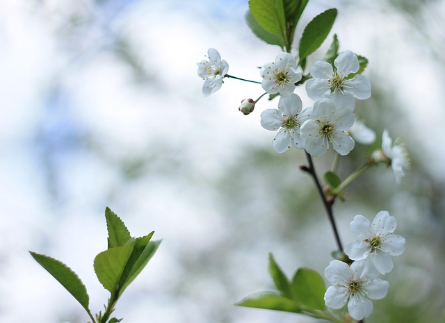 Kirsebær Blomster, Hvid, Blomstre